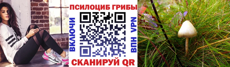 купить цена Вяземский Галлюциногенные грибы Magic Shrooms